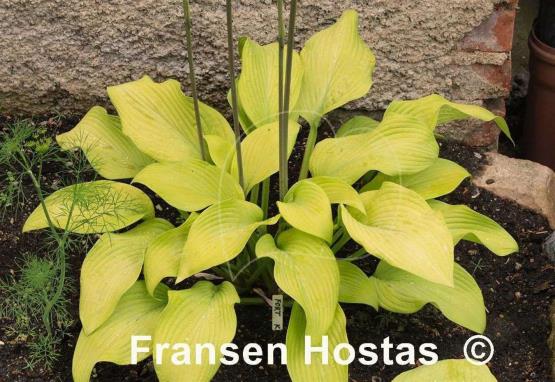 Hosta Fort Knox